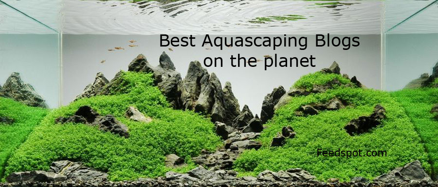 15 Best Aquascaping Blogs and Websites To Follow in 2024