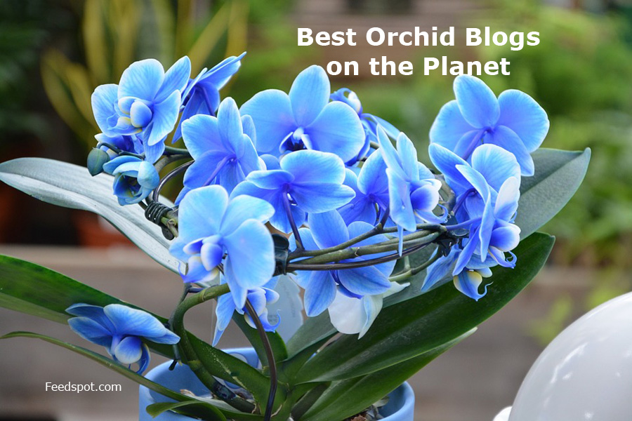 10 Best Orchid Flower Blogs and Websites To Follow in 2024